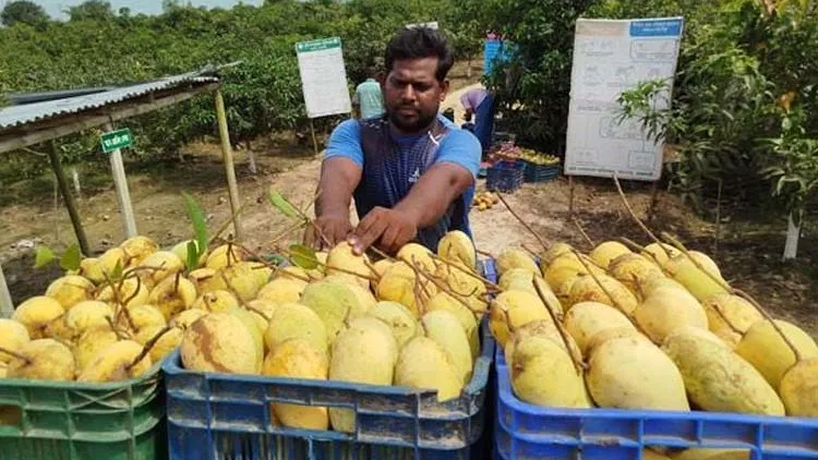 রাজশাহীতে কাটিমন আম চাষে গতি পাচ্ছে স্থানীয় অর্থনীতি
