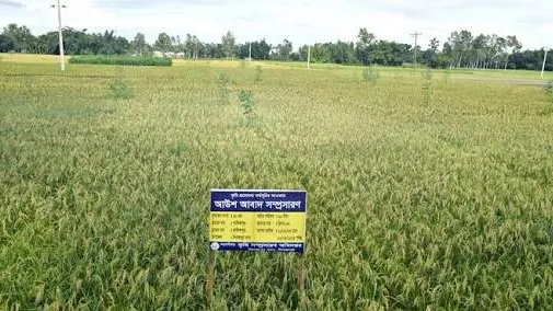 দিনাজপুরে আউশ ধান চাষে এবার অধিক ফলন, খুশি কৃষক