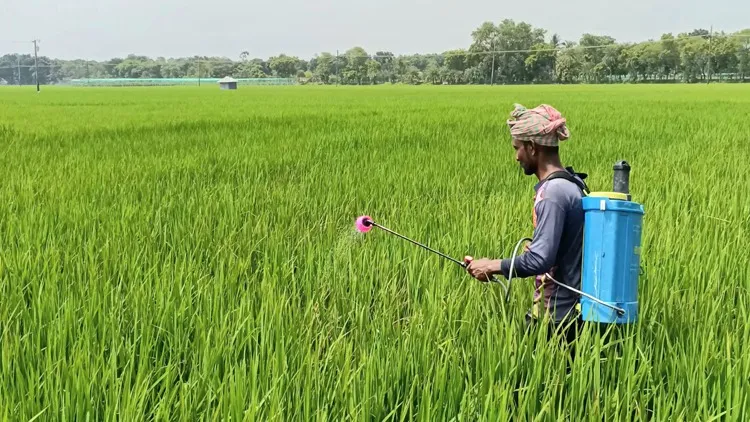 ঝিনাইদহে রোপা আমন ক্ষেতের পচন রোগ দমনে প্রয়োজন দ্রুত পদক্ষেপ