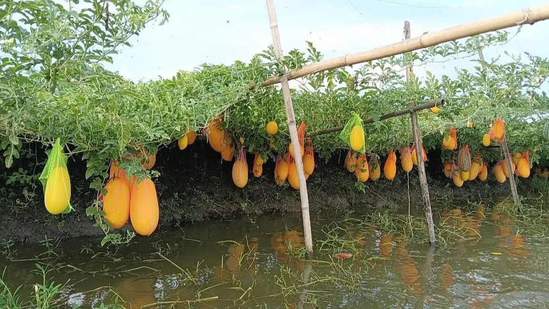 নড়াইলে অসময়ে তরমুজ চাষে কৃষকের ভাগ্যবদল