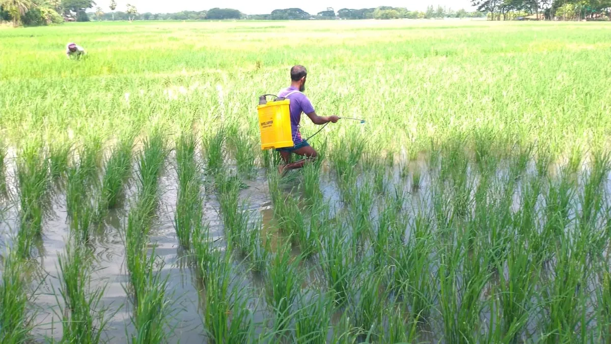 পটুয়াখালীতে বিলুপ্তির পথে দেশি প্রজাতির মাছ